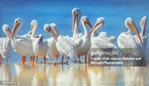 white pelicans and reflections at ding darling reserve - pelicano imagens e fotografias de stock
