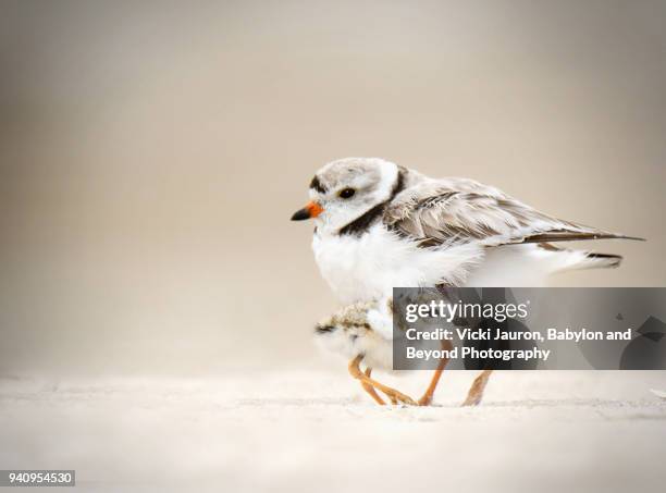 piping plover chick taking shelter under his mother at jones beach - plevier stockfoto's en -beelden