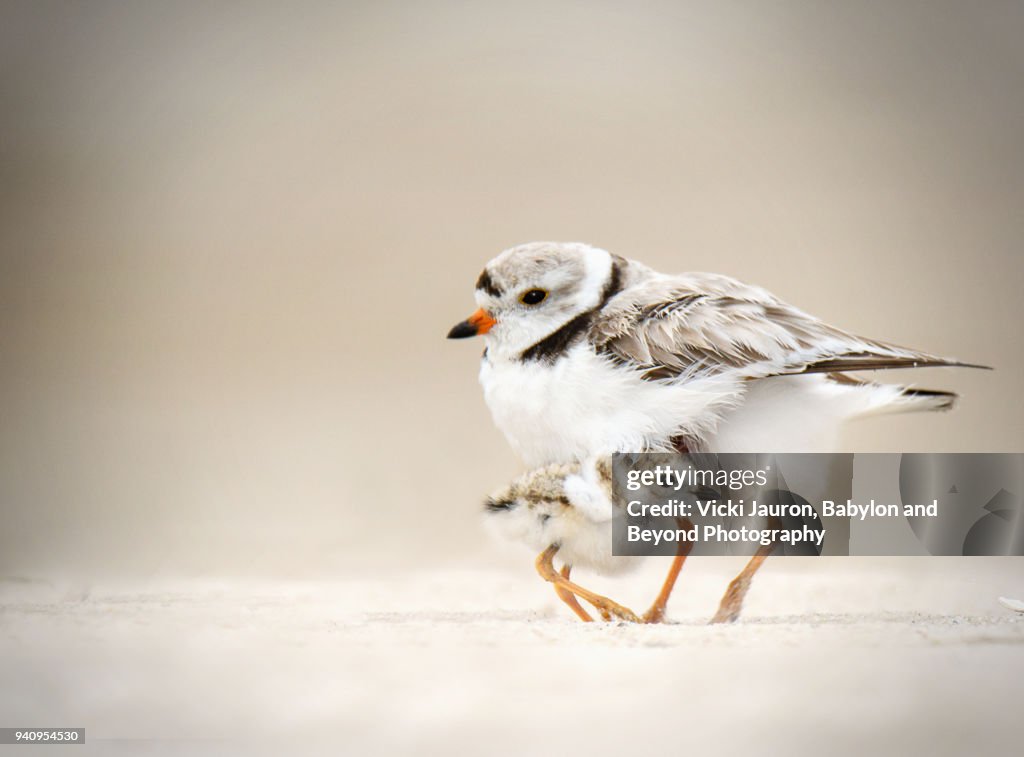 Piping Plover Chick Taking Shelter Under His Mother at Jones Beach