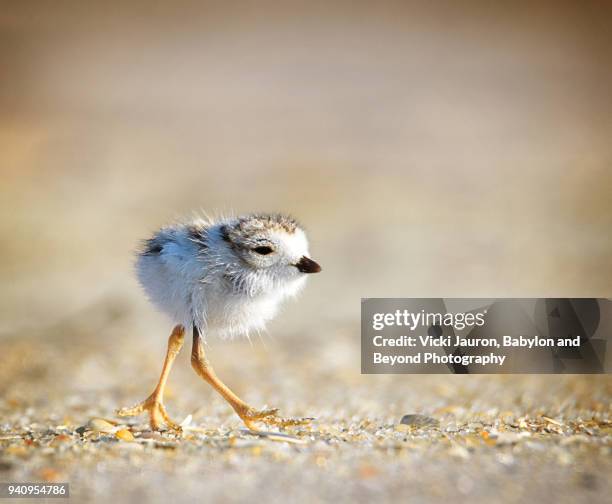 tiny piping plover chick with outstretched legs - leg shell stock pictures, royalty-free photos & images