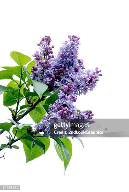 lilacs su bianco - bush foto e immagini stock