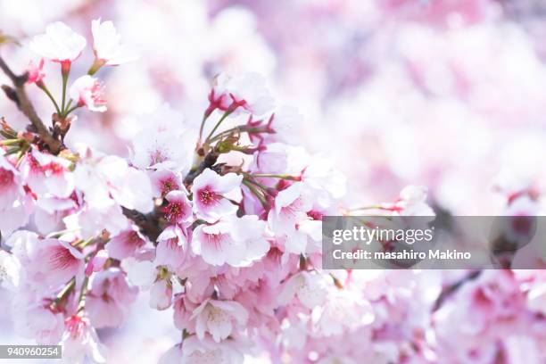 cherry blossoms - oriental cherry tree stock pictures, royalty-free photos & images