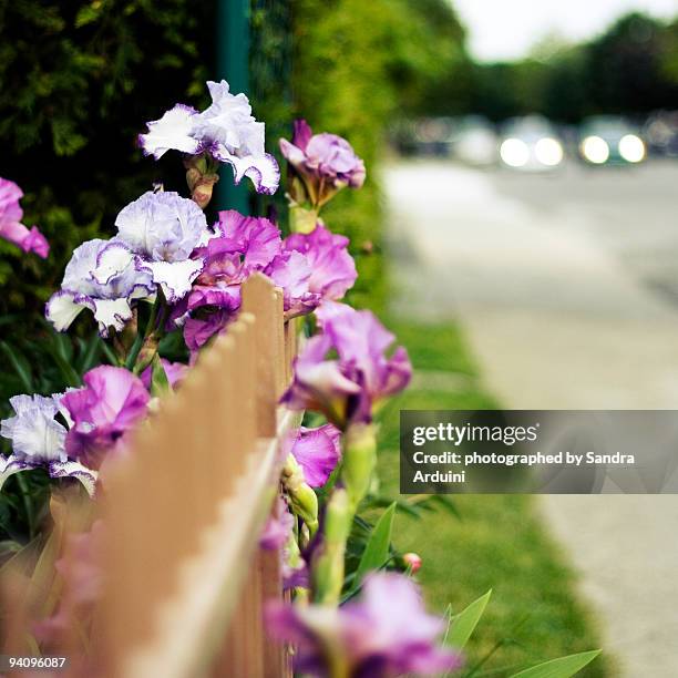 Flowers In The City