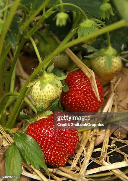 erdbeeren, um - stroh stock-fotos und bilder