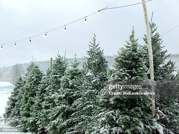 snowy christmas trees under outdoor fairy lights - douglas fir christmas tree stock pictures, royalty-free photos & images