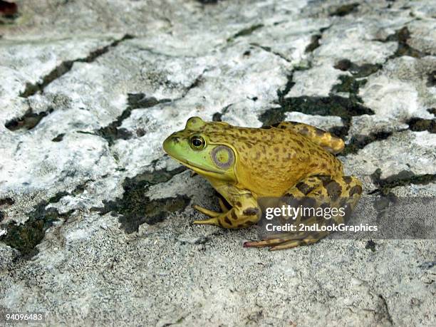 frosch auf rock creekbed - frosch sprung stock-fotos und bilder