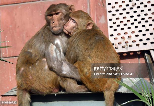In this photograph taken on February 1 a pair of monkeys rest together at Parliament House in New Delhi. - Indian police say a 16-day-old baby boy...