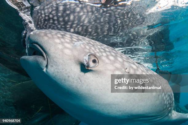 whale shark with a damaged left eye looking to feed near a fishing net hanging from a floating fishing platform, cenderawasih bay, west papua, indonesia. - cenderawasih bay stock pictures, royalty-free photos & images