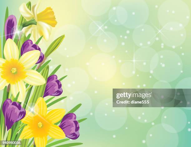 realistic daffodil and spring flowers background border - tulips and daffodils stock illustrations