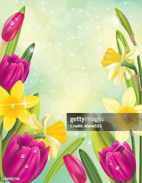 Daffodil Border Photos and Premium High Res Pictures - Getty Images