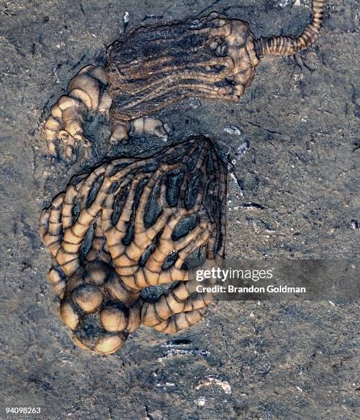 prehistory - crinoid stockfoto's en -beelden