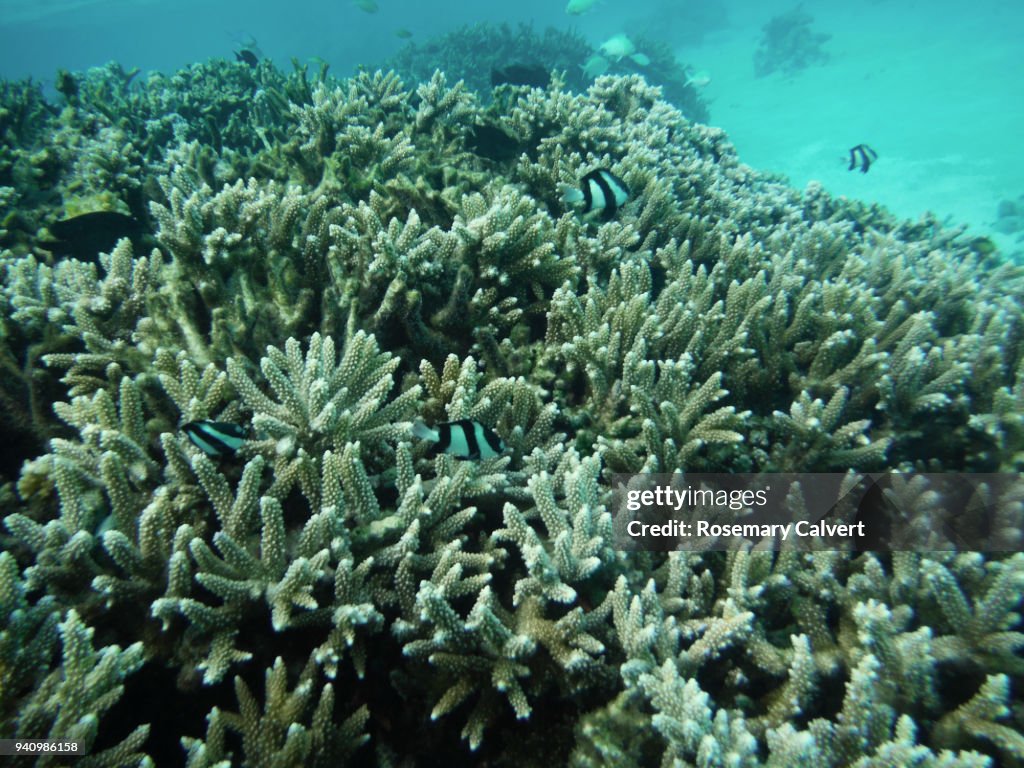 Acropora coral with humbug reef fish Maldives 2018.