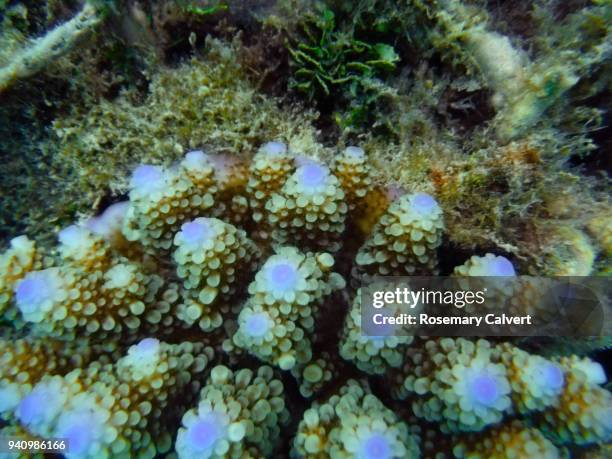 acropora coral with bright blue tips, maldives 2018 - acropora sp stock pictures, royalty-free photos & images