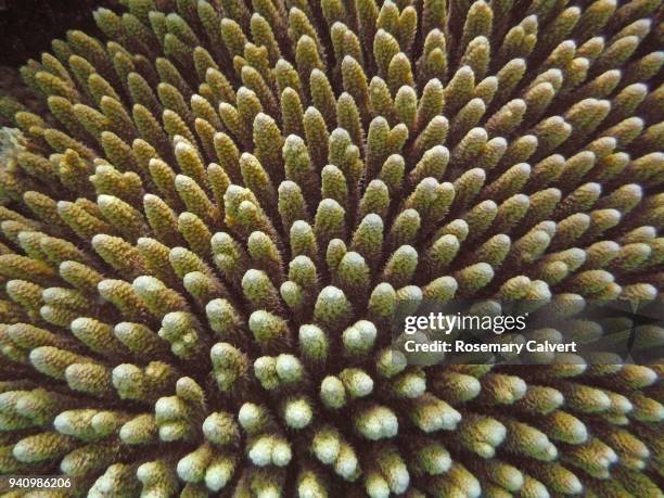 acropora coral, finger coral in close-up, maldives 2018 - acropora sp stock pictures, royalty-free photos & images