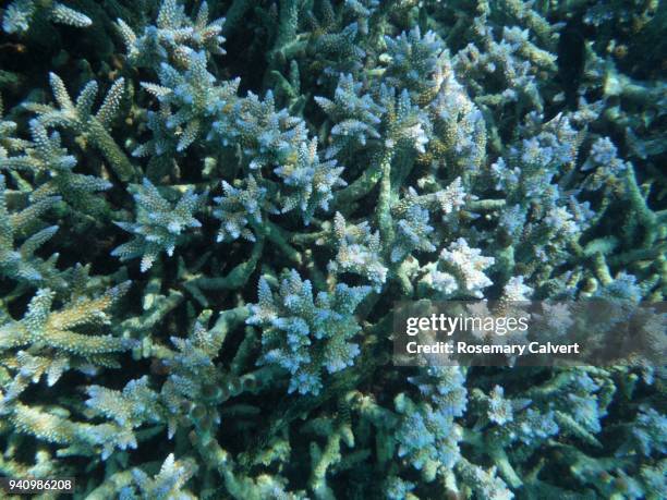 acropora coral with bright blue tips, maldives 2018. - acropora sp stock pictures, royalty-free photos & images