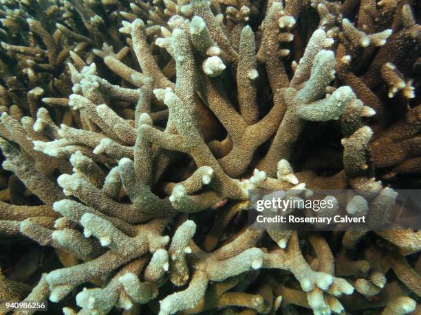 close-up of robust acropora coral, maldives 2018 - acropora sp stock pictures, royalty-free photos & images