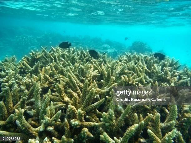 acropora coral and fish on reef, maldives 2018. - acropora sp stock pictures, royalty-free photos & images