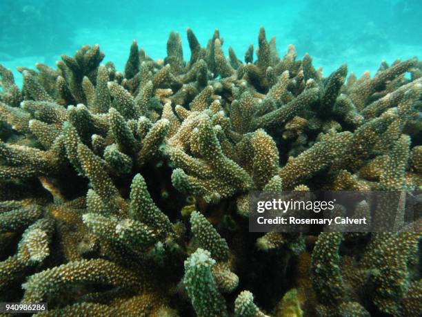 acropora staghorn coral in close-up, maldives 2018 - acropora sp stock pictures, royalty-free photos & images