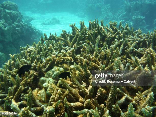 acropora staghorn coral & fish, maldives 2018 - acropora sp stock pictures, royalty-free photos & images