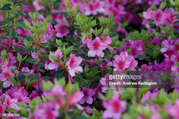 Azaleas are seen in bloom during a practice round prior to the start of the 2018 Masters Tournament at Augusta National Golf Club on April 2, 2018 in...