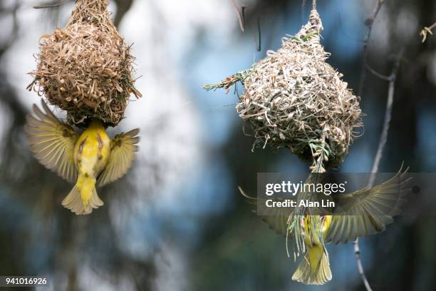 weaver bird - weaver bird stock pictures, royalty-free photos & images