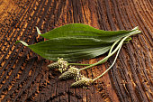 Healthy Green Ribwort plantain