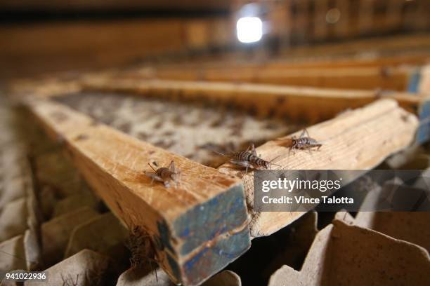 Crickets run free at Entomo Farms which mass produces cricket powder for retail in the grow room in Norwood Ontario. Vince Talotta/Toronto Star
