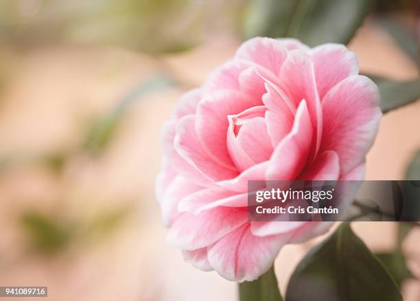 camellia flower - camellia stock-fotos und bilder