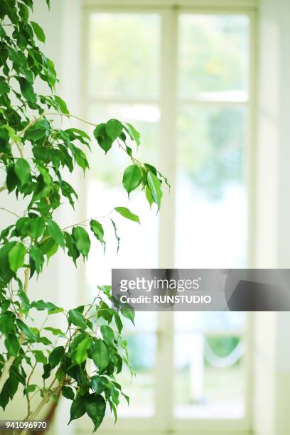 close-up of house plant against blurred background - 鉢植え 無人 ストックフォトと画像