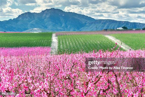 orchard in bloom - almond blossom stockfoto's en -beelden