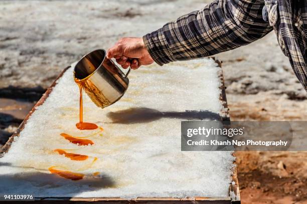 maple trees in toffee season - sugar shack stock-fotos und bilder