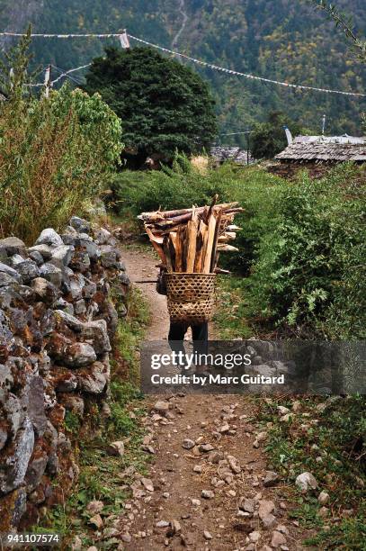 a man carrying a load of firewood back to the village of chokung paro, tsum valley, nepal - crushed leaves stock pictures, royalty-free photos & images