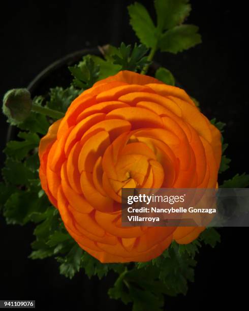 ranunculus - nancybelle villarroya - fotografias e filmes do acervo