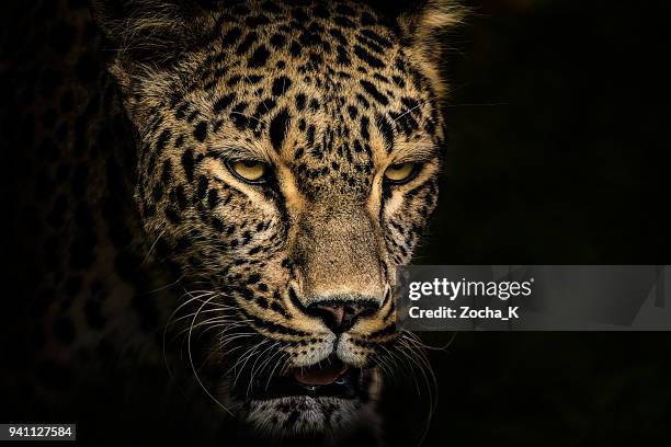 retrato de leopardo - felino grande fotografías e imágenes de stock