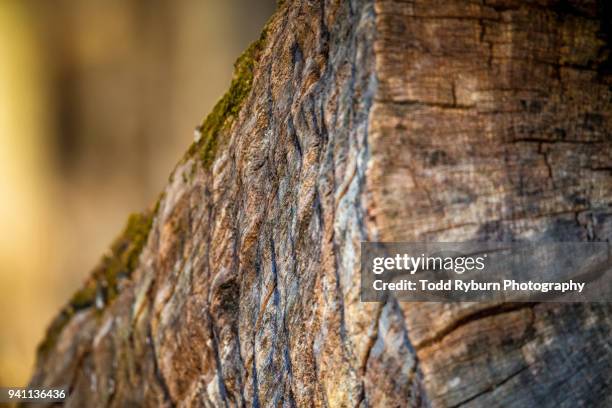 Tree Macro Example 12 Tree Rings Macro Stock Photos, High-Res Pictures, and Images - Getty ...