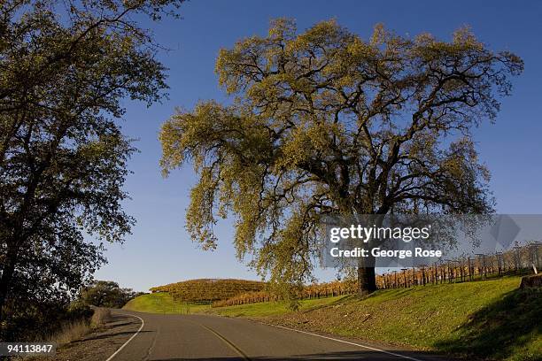 Large oak tree near vineyards along the Highway 101 frontage road is seen in this 2009 Geyserville, Alexander Valley, Sonoma County, California, late...