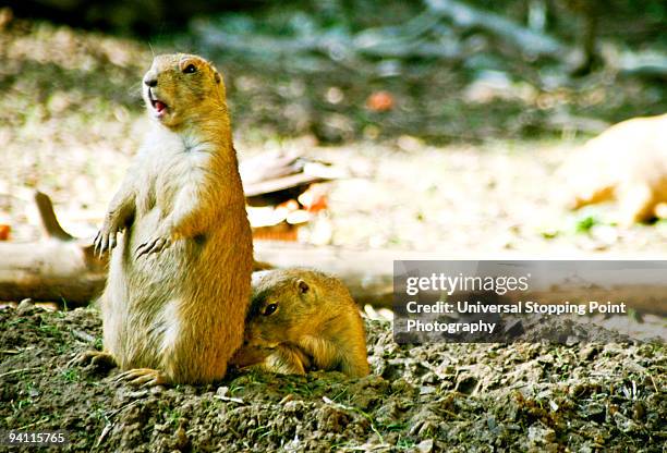 prairie dogs - ass stock pictures, royalty-free photos & images