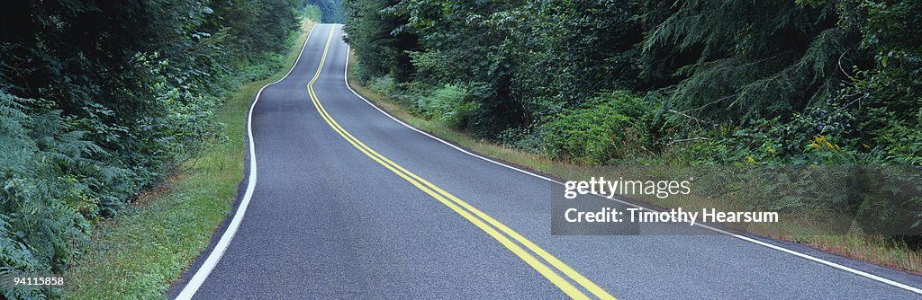 Road through forest