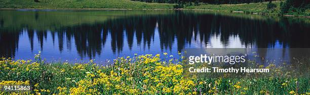 wildflowers and lake with mountain reflection - timothy hearsum fotografías e imágenes de stock