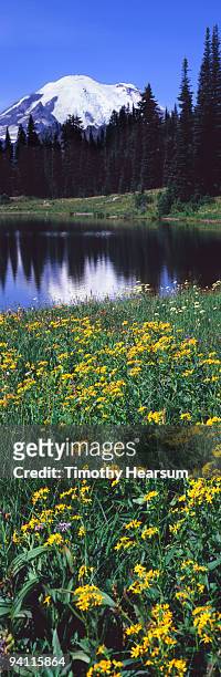mountain, lake and wildflowers - timothy hearsum stockfoto's en -beelden