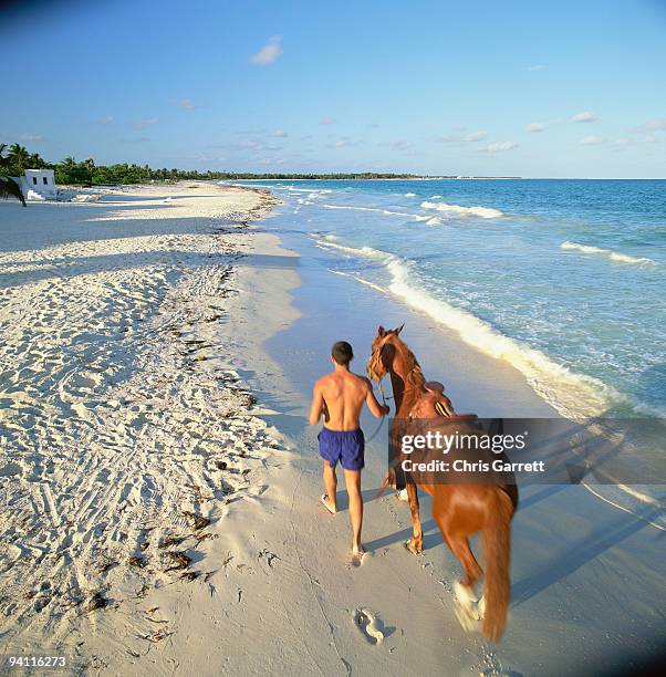 1 720 Wet Horse Stock Photos High Res Pictures And Images Getty Images 1-720-wet-horse-stock-photos-high-res-pictures-and-images-getty-images