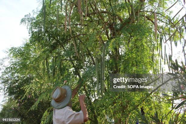 Hu Yan is a Chinese moringa tree farmer based in Botswana. The moringa farm located in the outskirts of Tlokweng village boasts of 3 meter long 10...