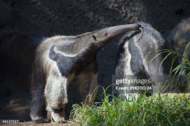 anteater - anteater tongue fotografías e imágenes de stock