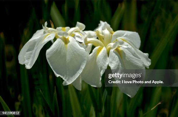 japanese irises - sweet flag or calamus (acorus calamus) stock pictures, royalty-free photos & images