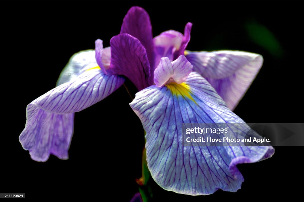 Japanese irises