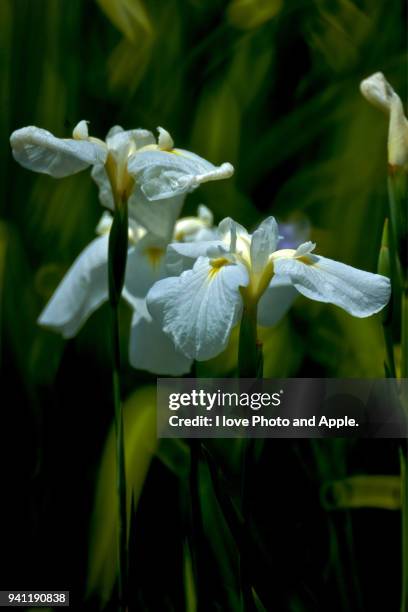 japanese irises - sweet flag or calamus (acorus calamus) stock pictures, royalty-free photos & images