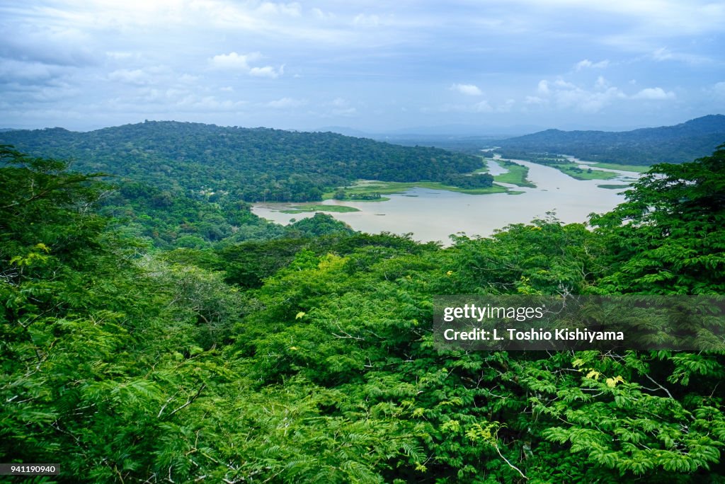 Rainforest in Gamboa, Panama
