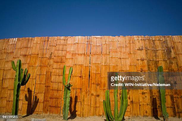 cacti in front of a bamboo fence, mancora, peru - mancora stock-fotos und bilder