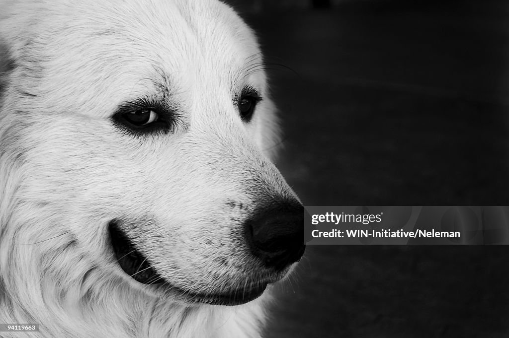 Portrait of a white dog