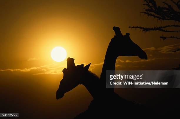 silhouette of two giraffes (giraffa camelopardalis) necking, samburu national park, kenya - necking stock pictures, royalty-free photos & images
